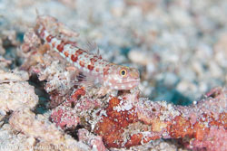 Raja Ampat
